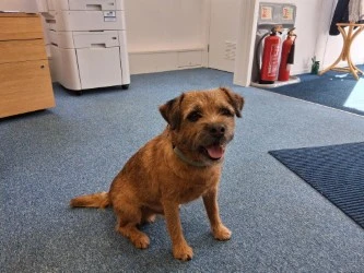 Baxter The Therapy Dog