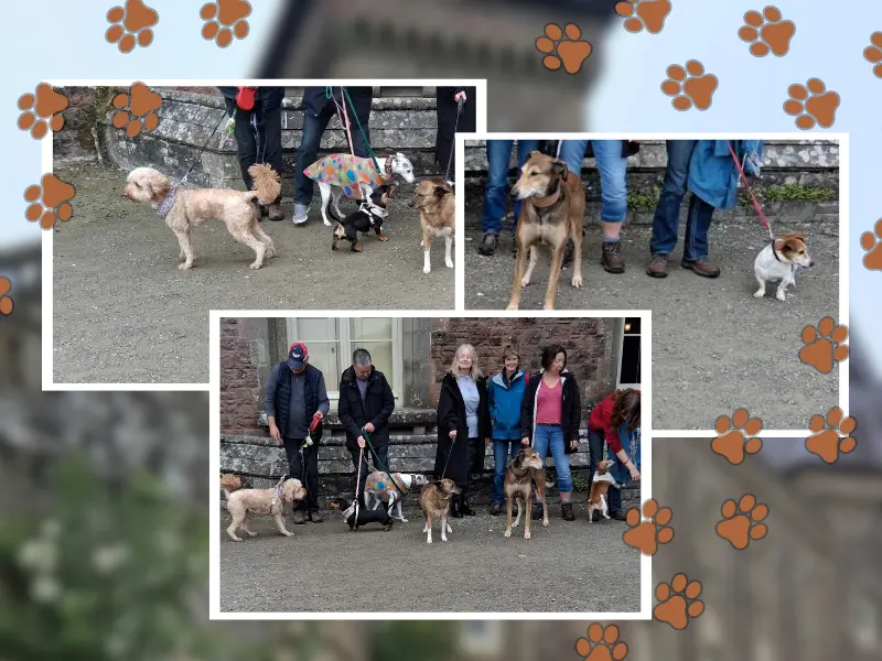 Dog Walk (800 X 600 Px)